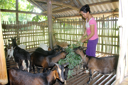 Chị Mông Thị Hồ ở xã Liễu Đô, huyện Lục Yên vay vốn ưu đãi nuôi dê.